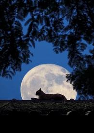 放慢月光( 先婚后爱)